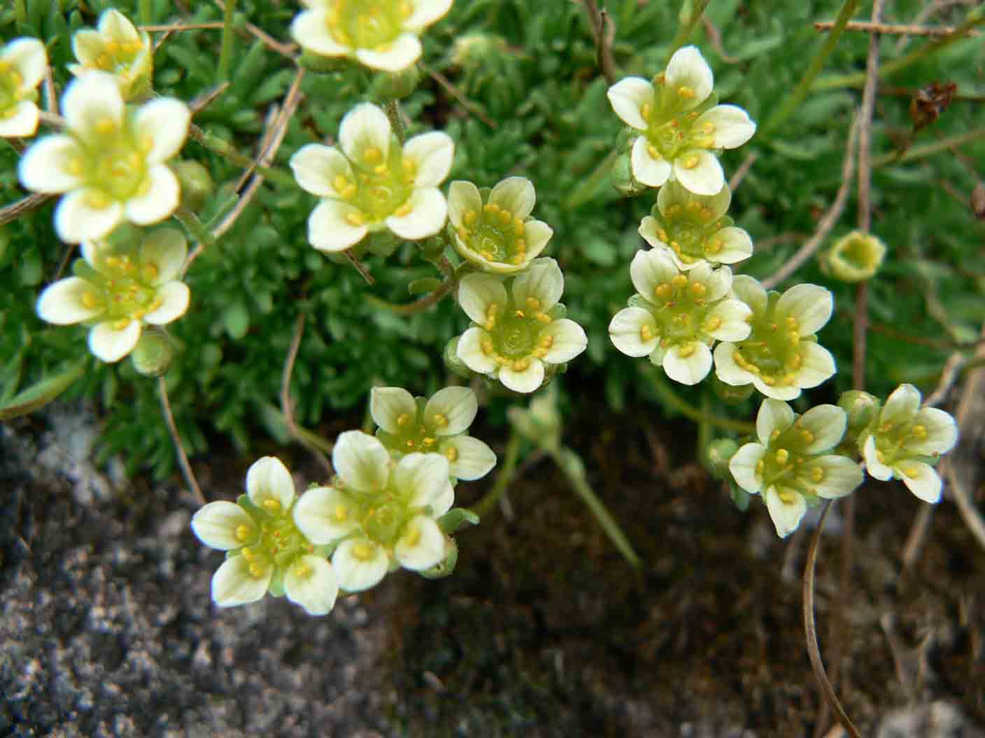 Saxifraga exarata subsp. moschata / Sassifraga muschiata